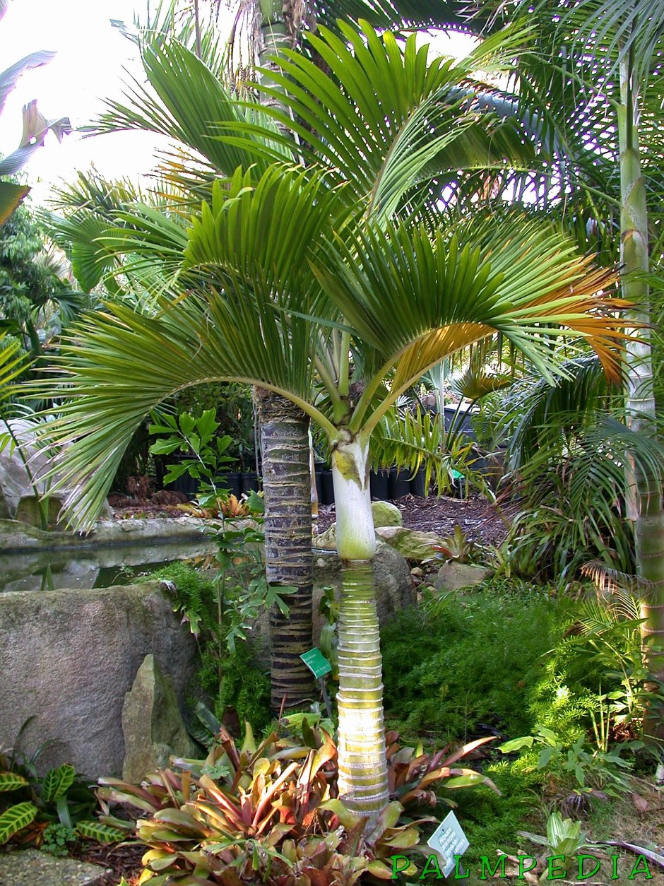 Ховея Райская Пальма