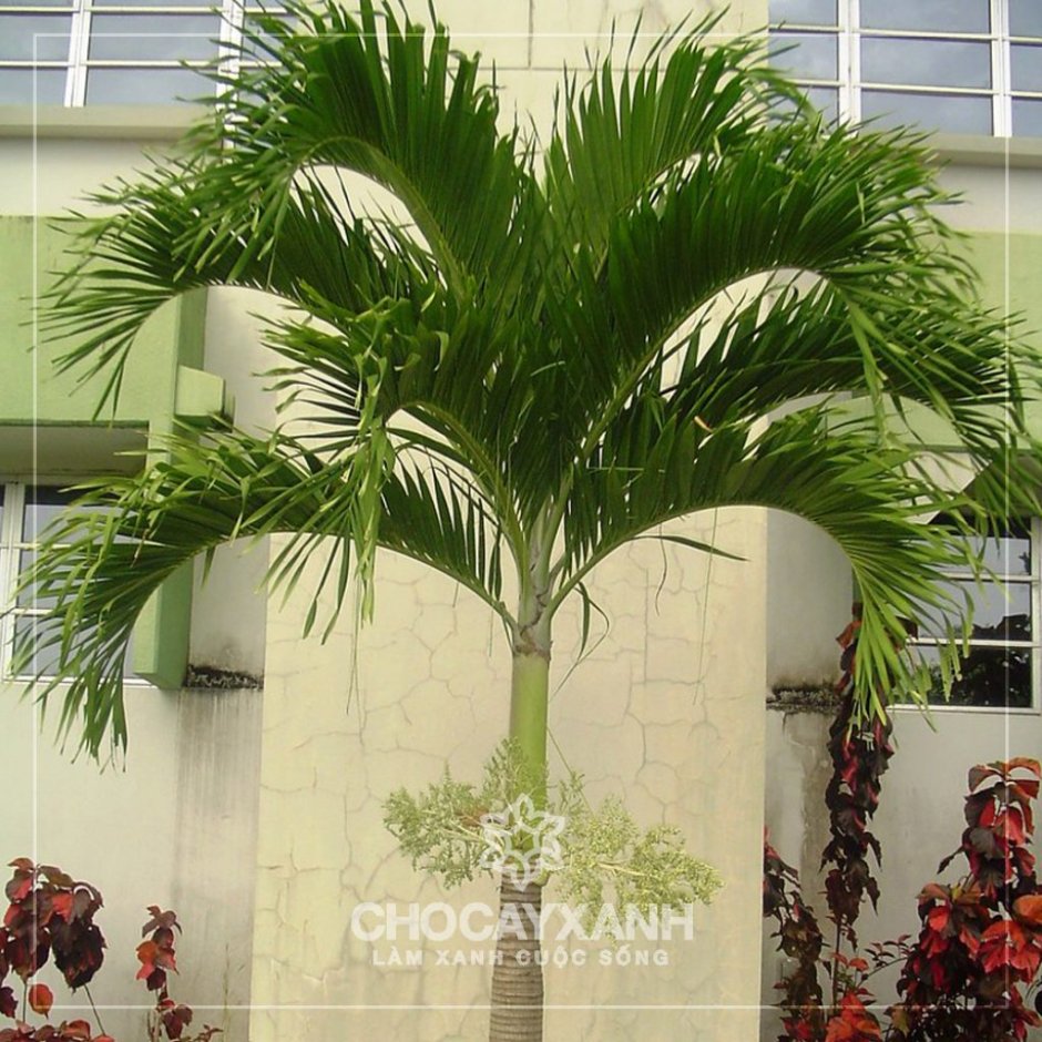 Амазонская бамбуковая Пальма