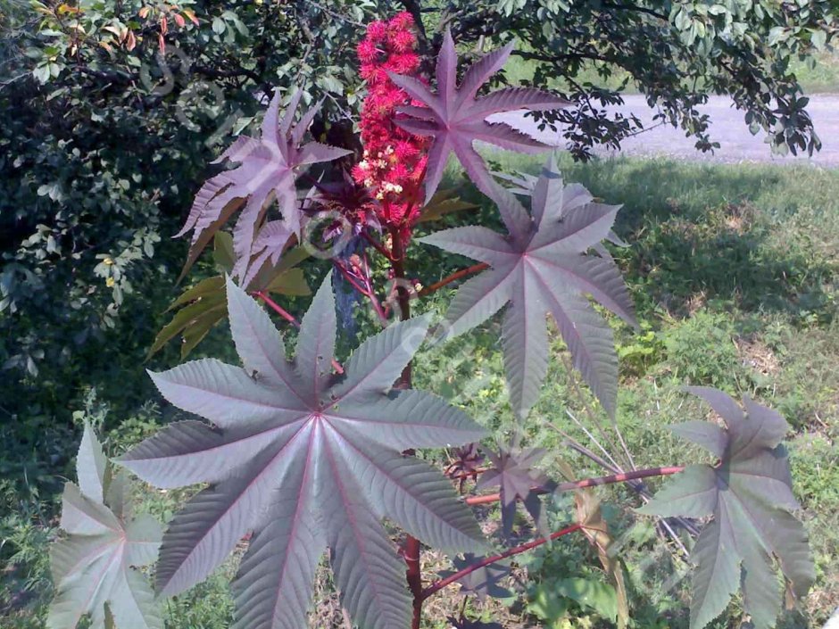 Клещевина занзибарская