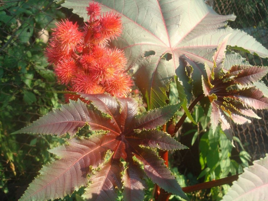 Клещевина обыкновенная