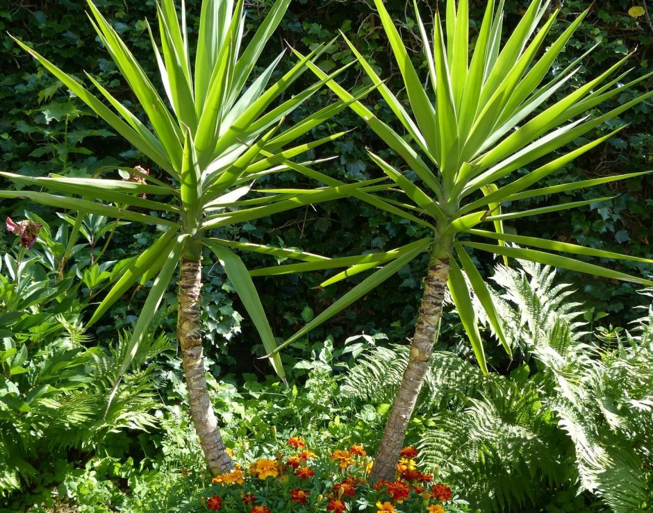 Юкка Садовая