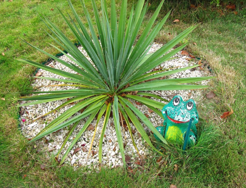 Юкка нитчатая