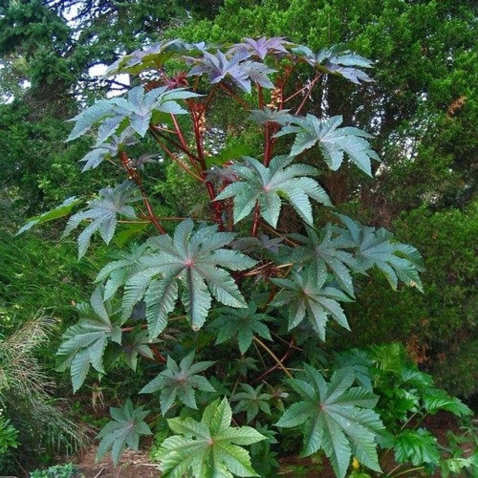 Клещевина Занзибар Грин