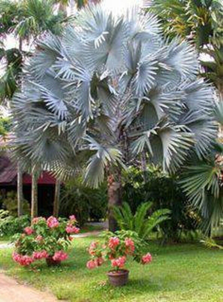 Бисмаркия растение