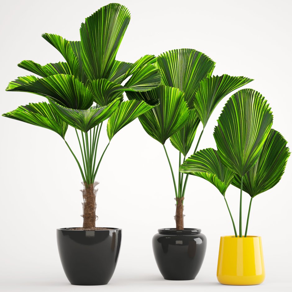 Ликуала Пальма комнатная