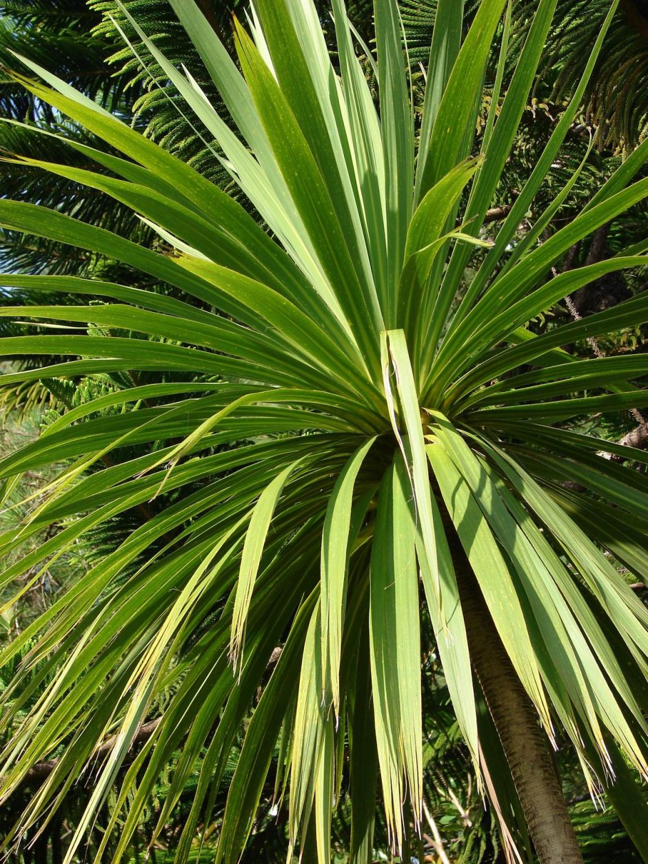 Кордилина Южная Cordyline Australis