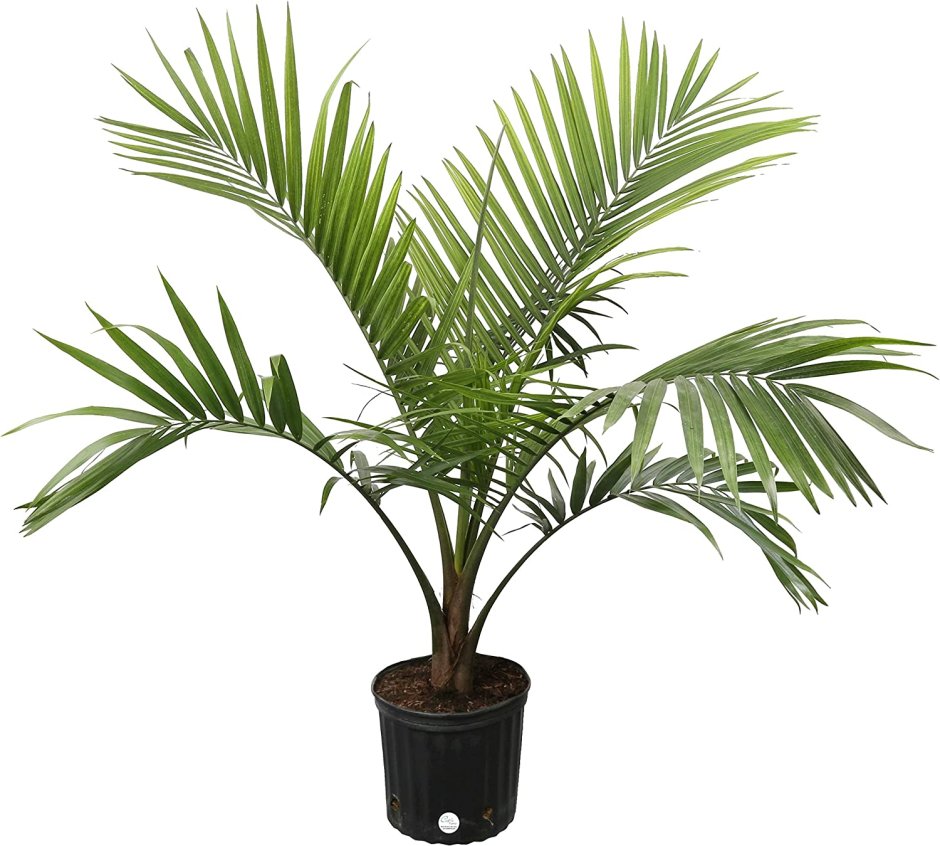 Пальма Арека Парадиз