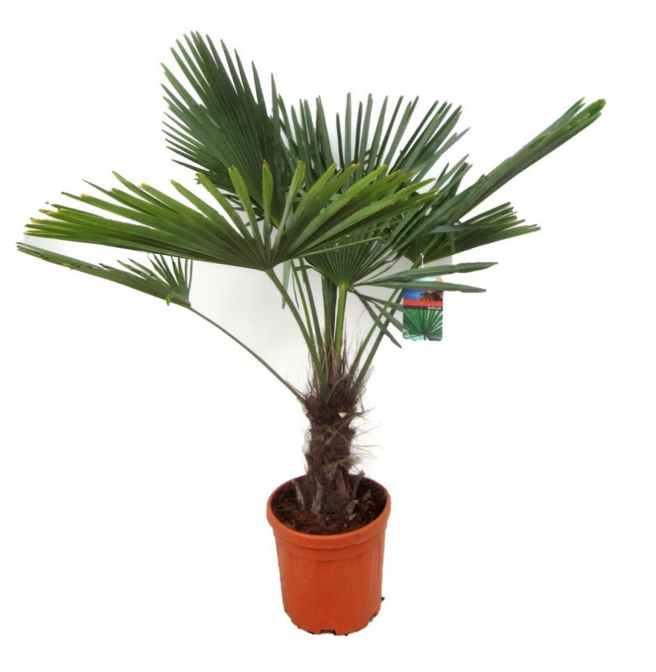Пальма Трахикарпус Форчуна
