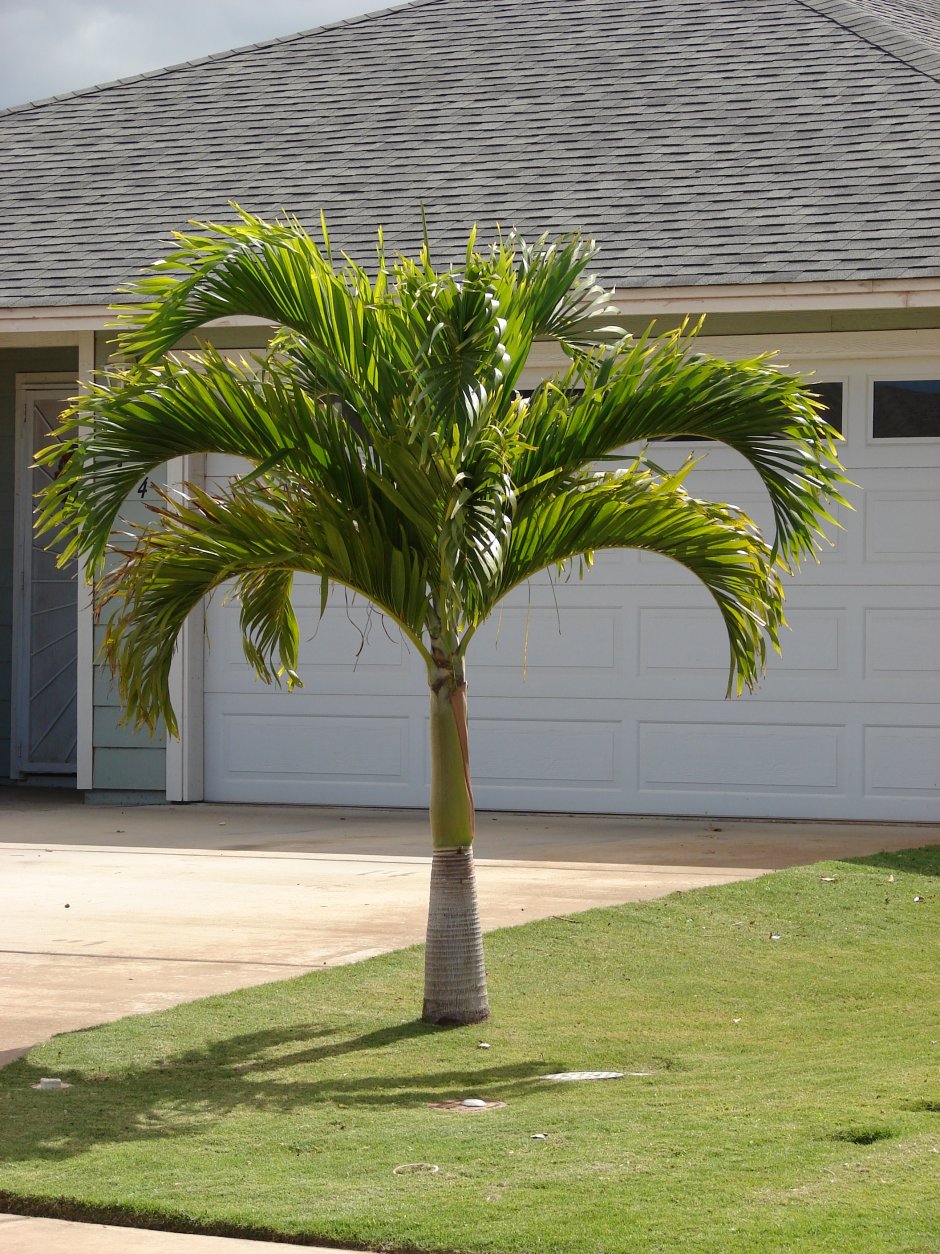 Вейтчия Мерилли Адонидия