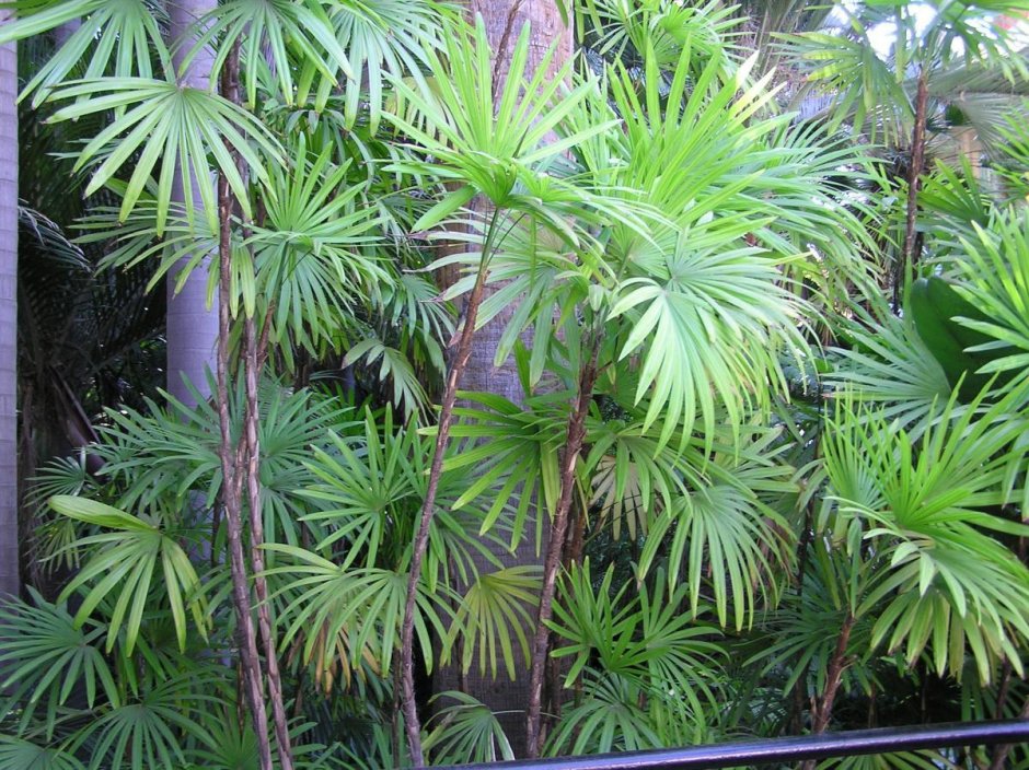 Рапис хумилис