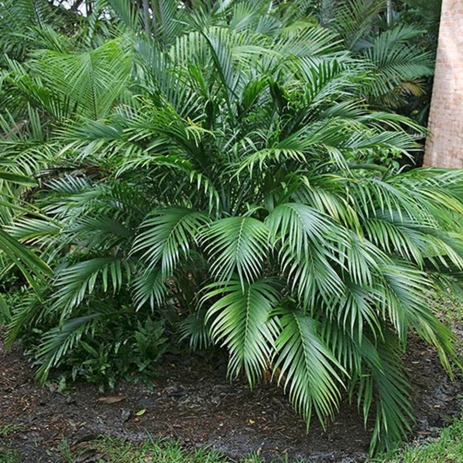 Быстрорастущая Пальма