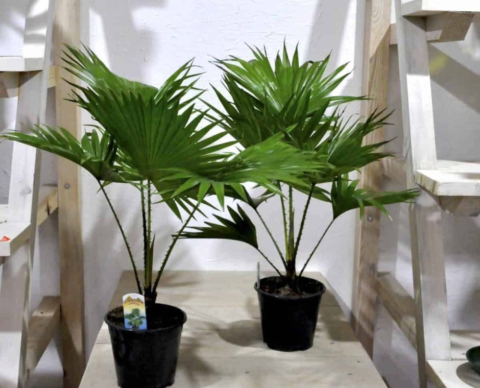 Пальма на балконе