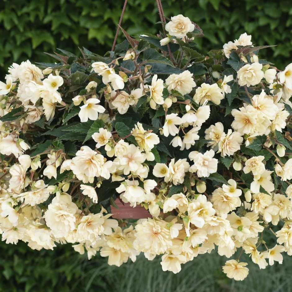 Бегония Belina