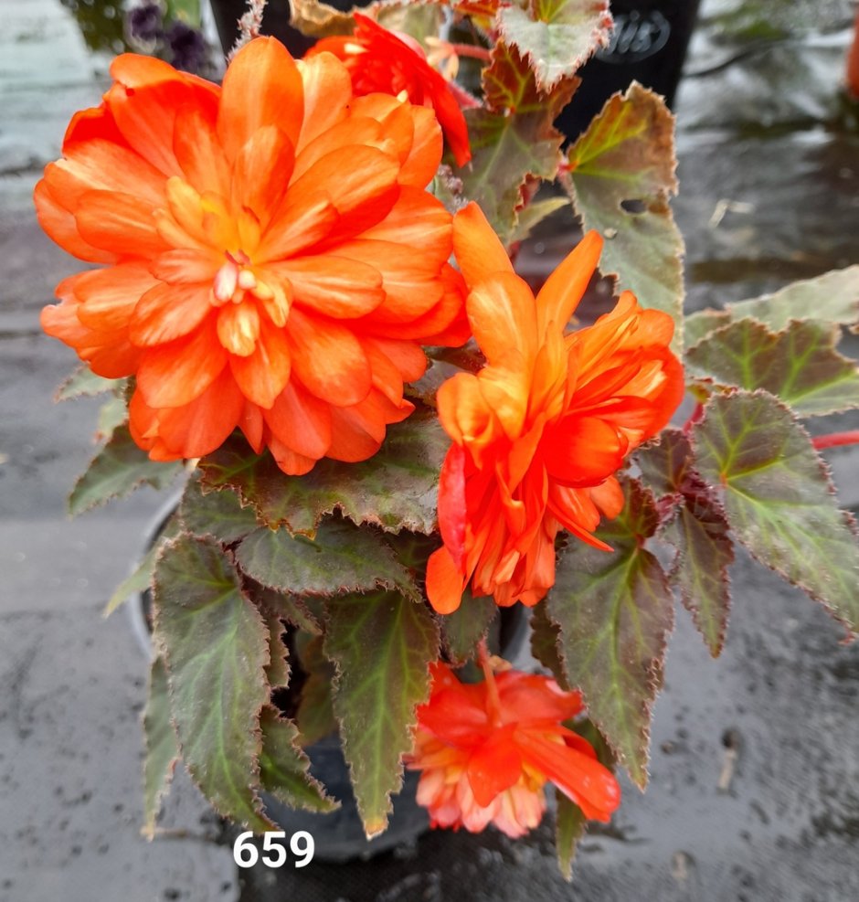 Бегония клубневая ампельная