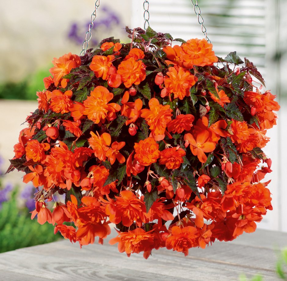 Бегония Пендула оранж