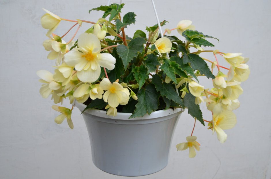 Бегония ампельная Бэлкони