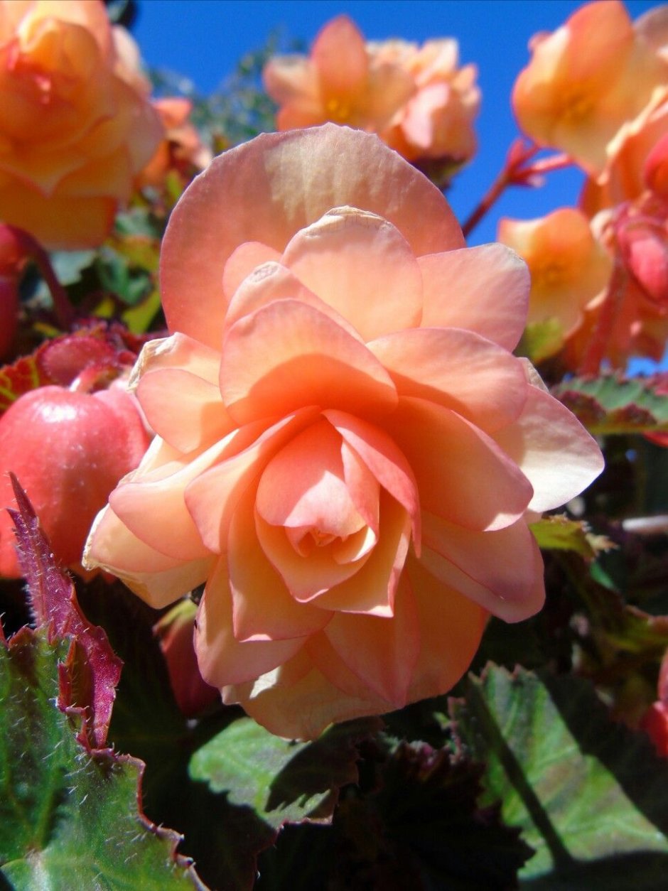 Бегония Фрагрант