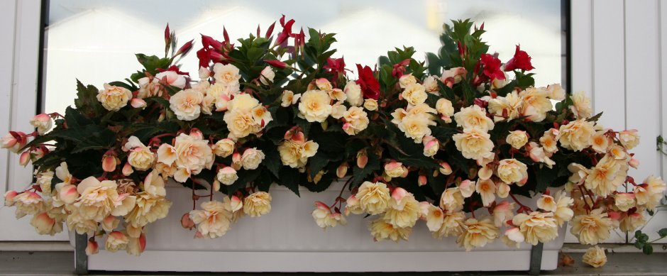 Элатиор бегония белекония