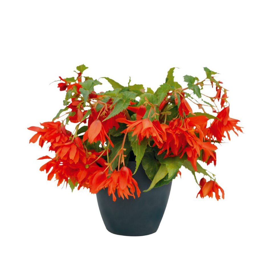 Бегония ампельная оранж.