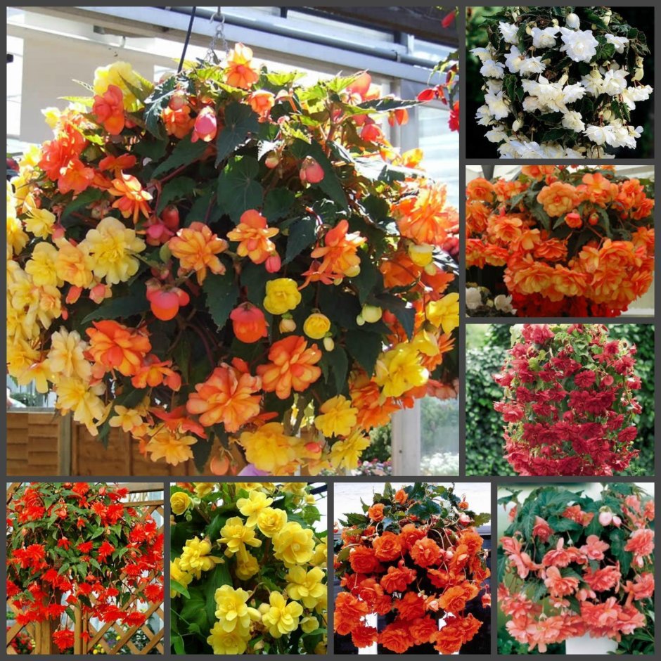 Бегония ампельная Бэлкони