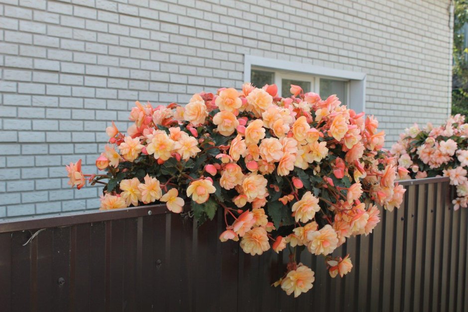 Бегония illumination Golden Picotee