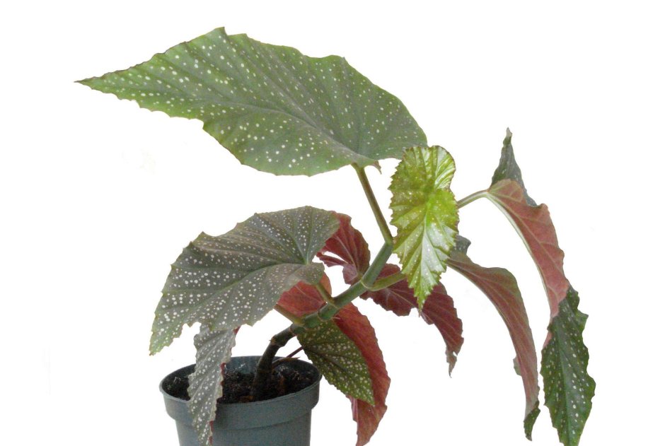 Бегония комнатная крапчатая