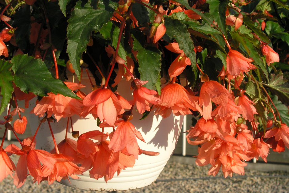 Бегония Голден Бэлкони