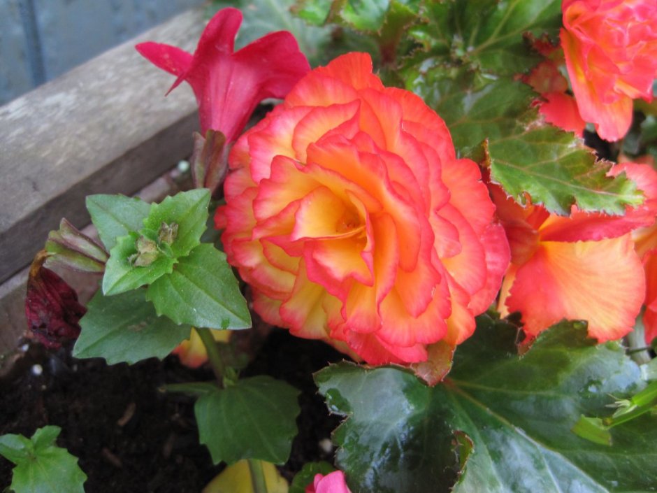 Бегония Белина оранж