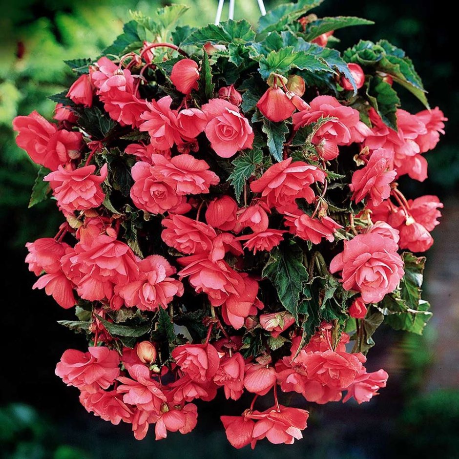 Бегония Каскад Пендула розовая