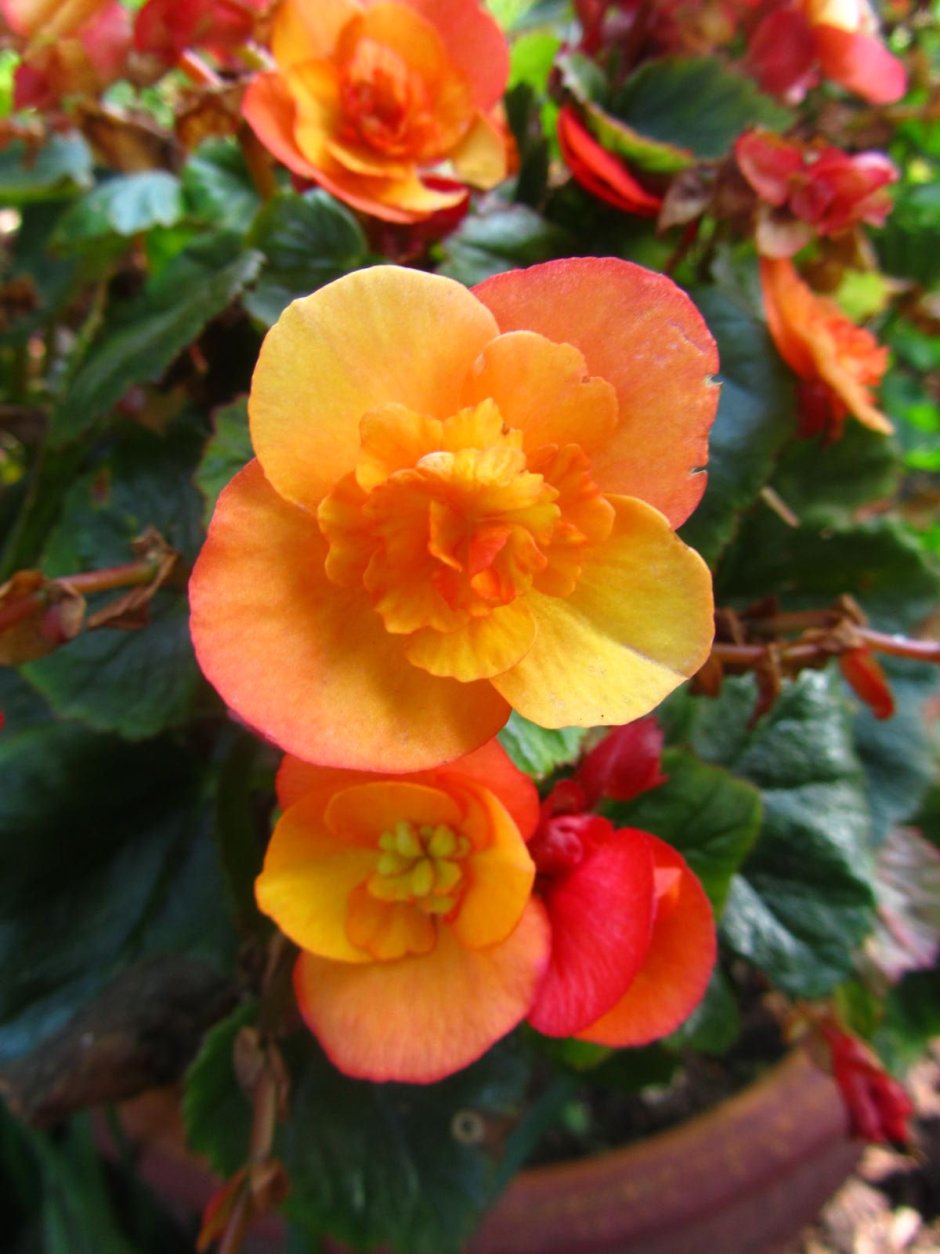 Бегония Элатиор Камелия