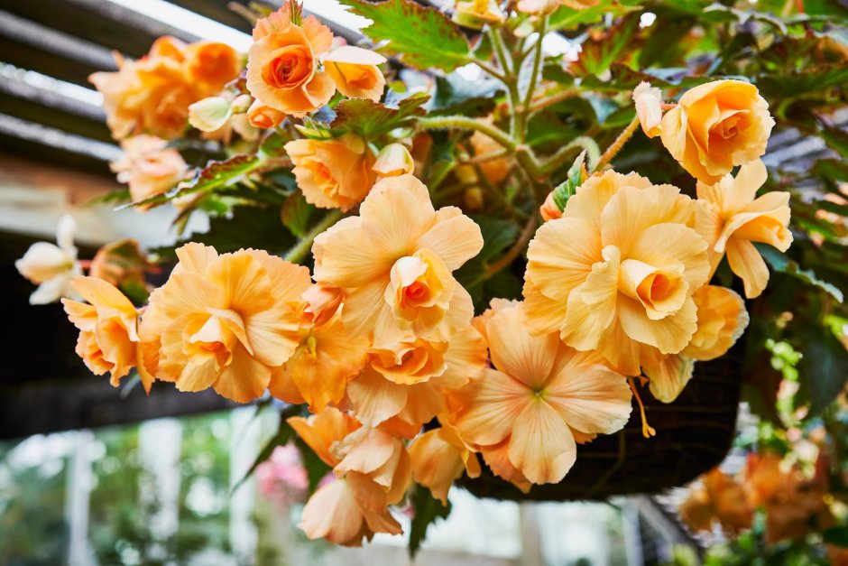 Бегония Априкот