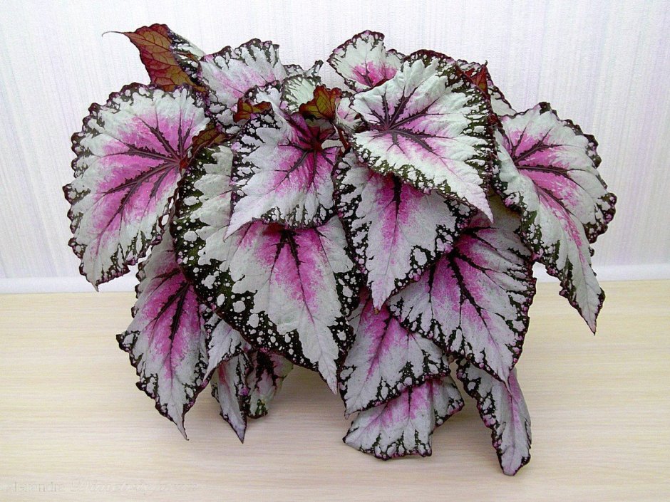 DS экзот бегония