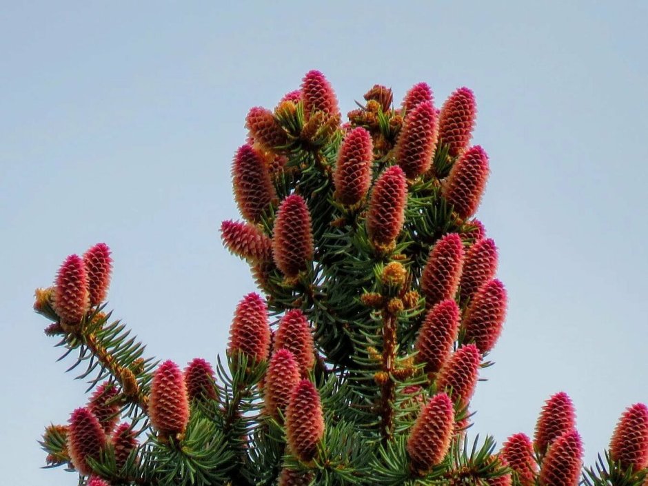 Сибирская пихта цветет