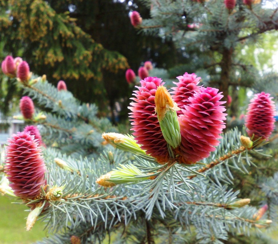 Ель Хупси с красными шишками