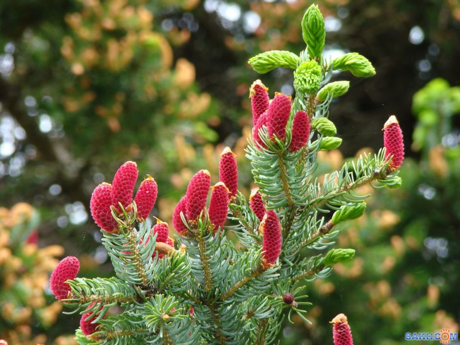 Ель Хупси шишки