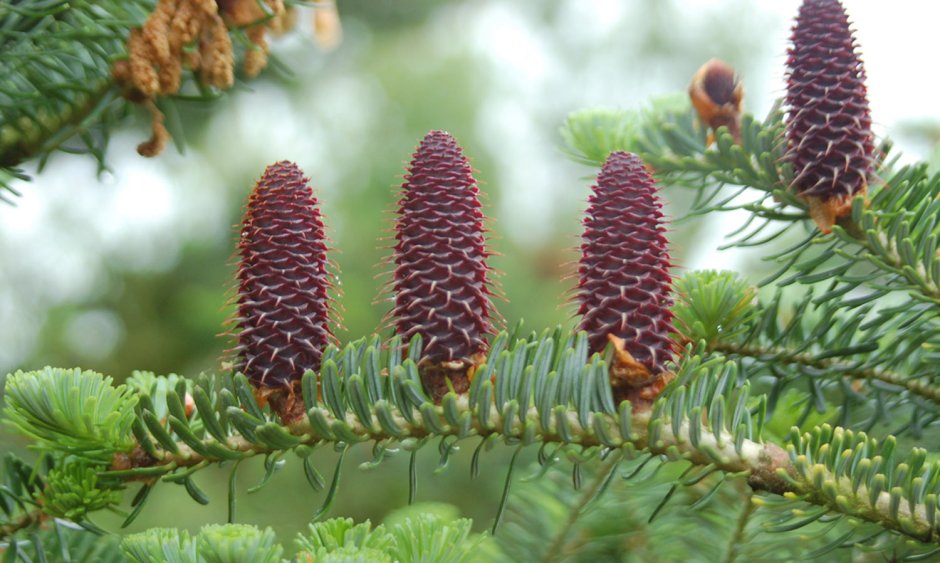 Пихта корейская хвоинки