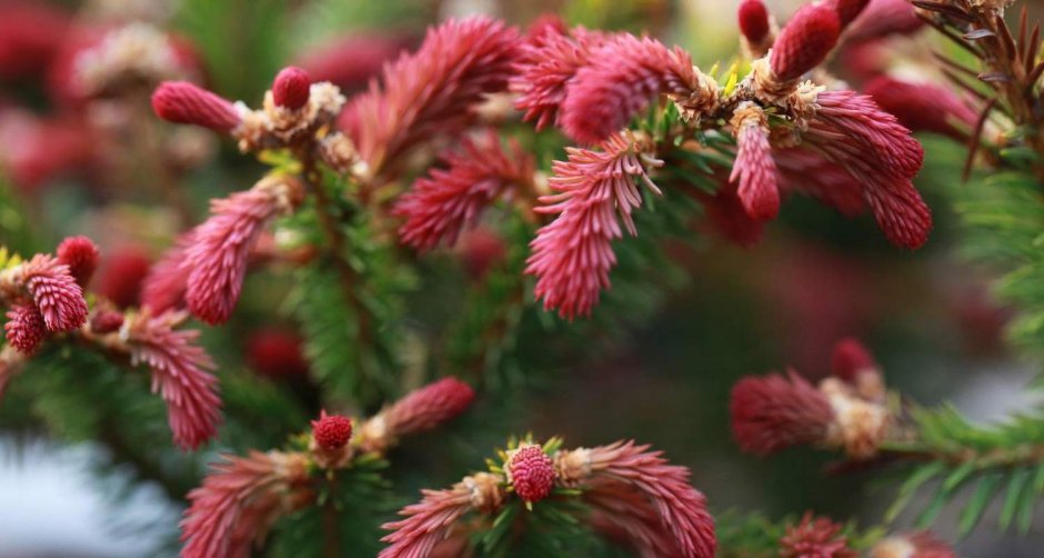 Ель обыкновенная Rydal