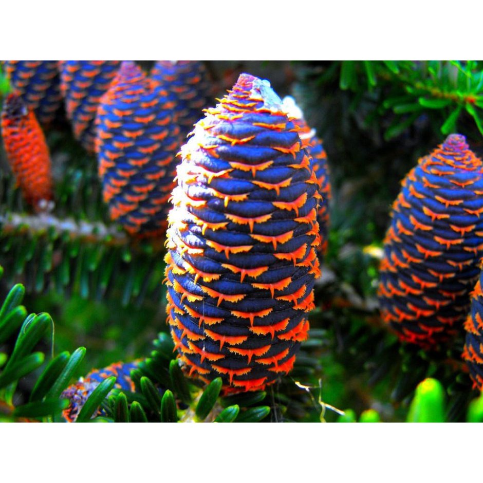 Пихта корейская шишки