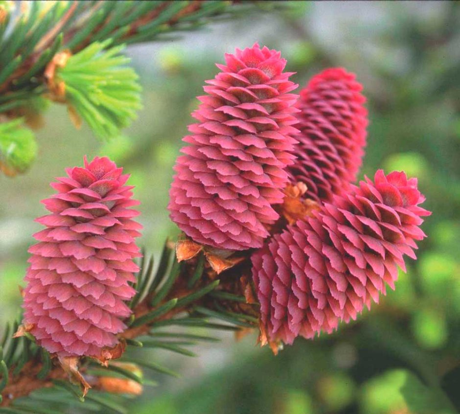 Ель с красными шишками Акрокона