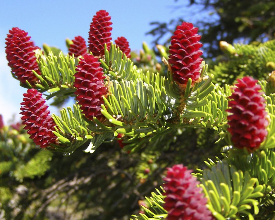 Ель Аянская (Picea jezoensis)