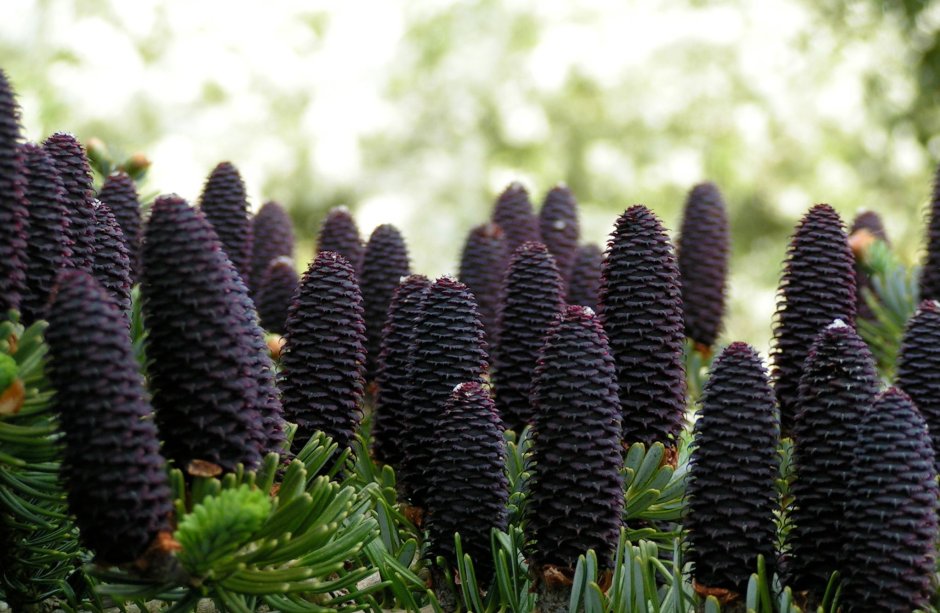 Пихта черная цельнолистная