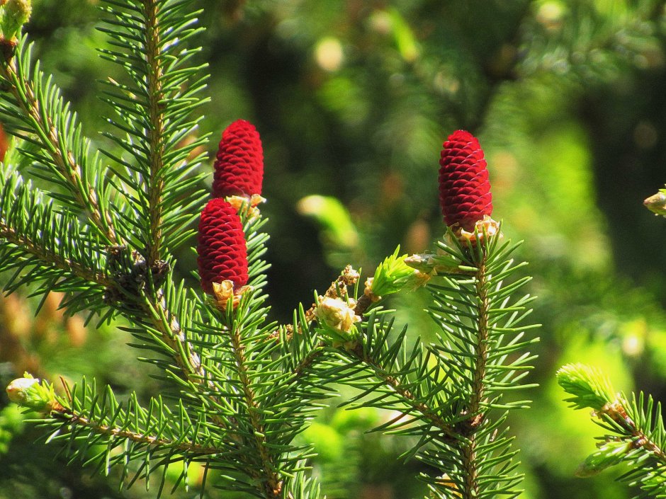 Сибирская пихта цветет