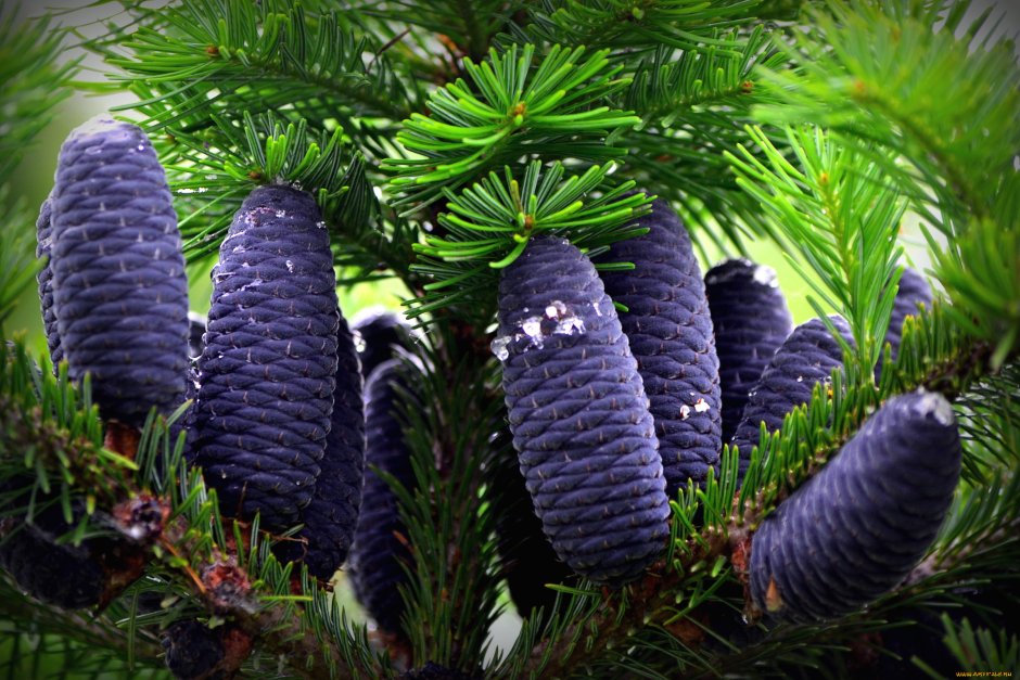 Пихта кедр шишки