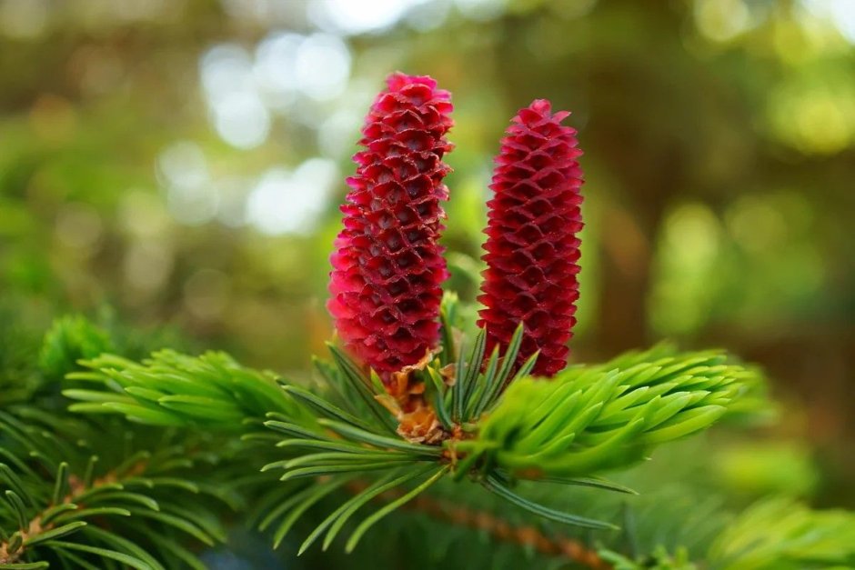 Пихта Сибирская шишка