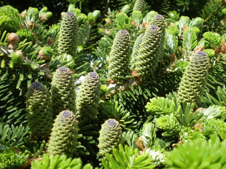 Пихта белокорая шишки