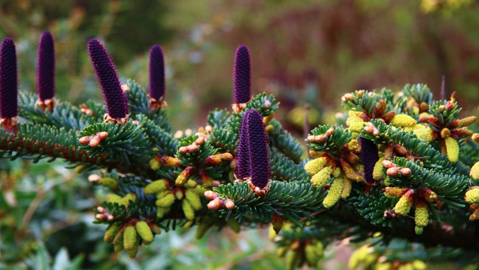 Пихта корейская Тайга