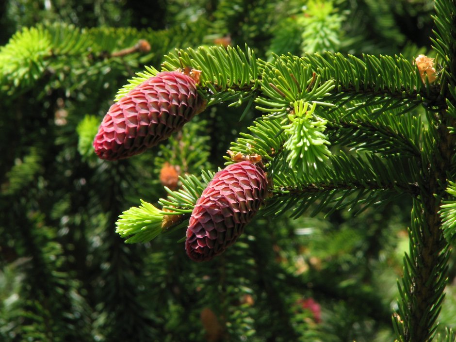 Picea engelmannii шишки