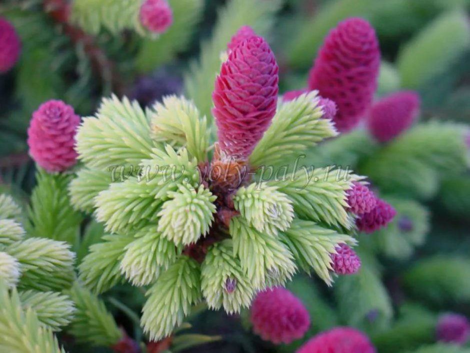 Ель обыкновенная пуш