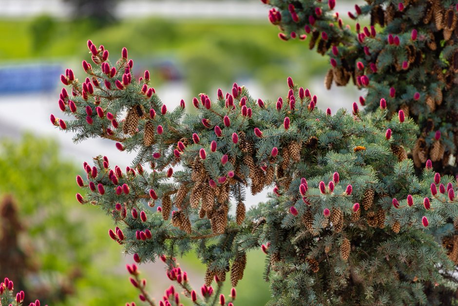 Ель обыкновенная цветение