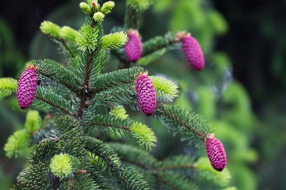 Ель обыкновенная Акрокона
